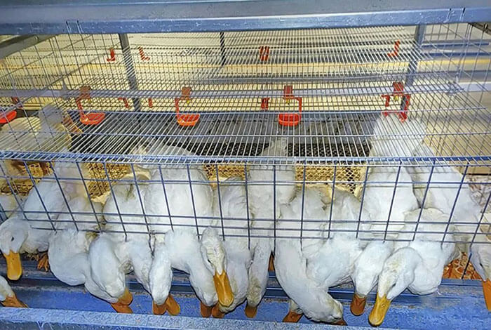 duck cages for sale