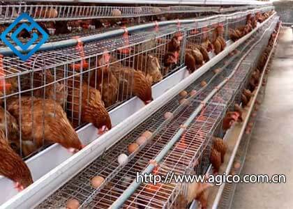 Why do Chicken Cages Need Galvanized Coating?