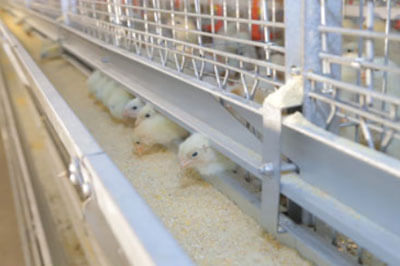 H-type Pullet Cage System