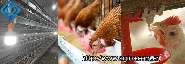 How to Increase the Egg Production of Laying Hens?