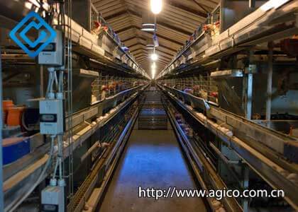 Investing in the Future of Poultry Farming Upgrading to Automatic poultry Equipment