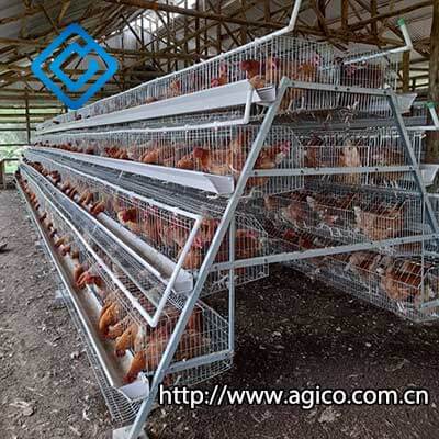Large Pyramid Chicken Cage for Chicken Farm