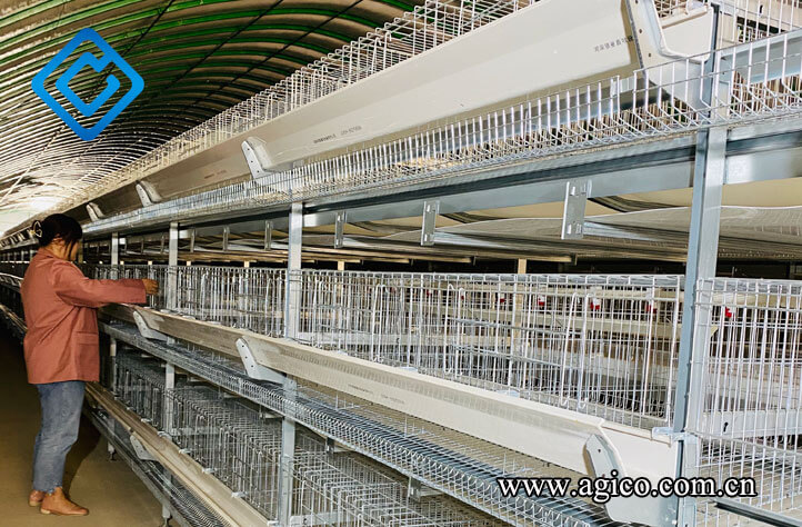 Chicken Cage Systems