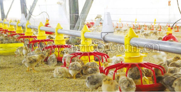Automatic Chicken Feeder System