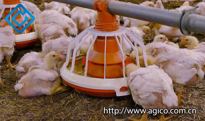 automatic poultry equipment can improve efficiency 