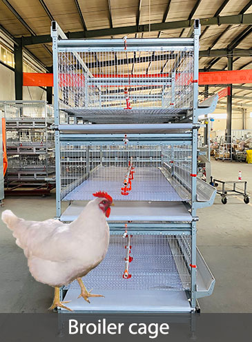 broiler cages