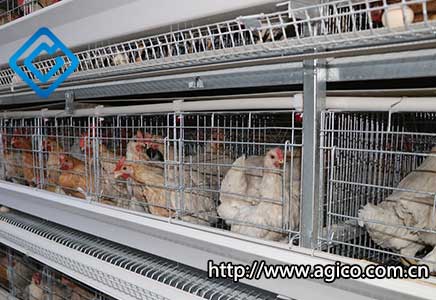 chicken layer cage