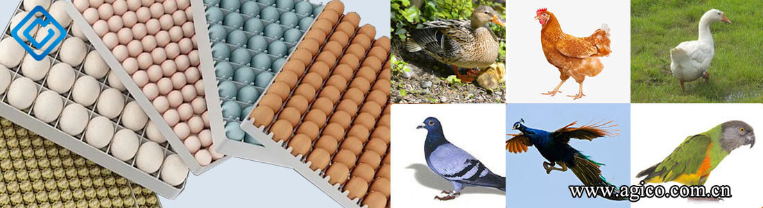 hatching all kinds of poultry eggs 