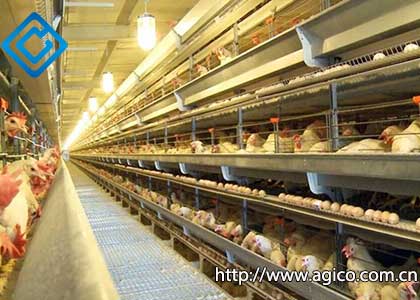 Laying Hen Cage