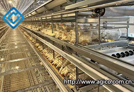 poultry broiler cage
