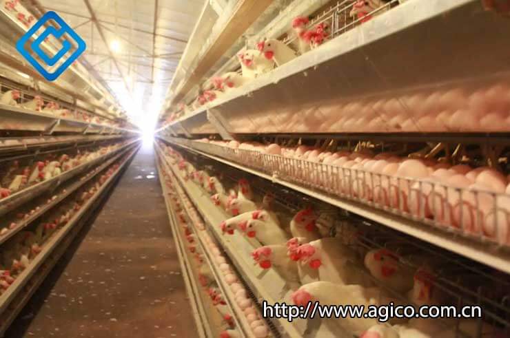 automatic poultry farming systems