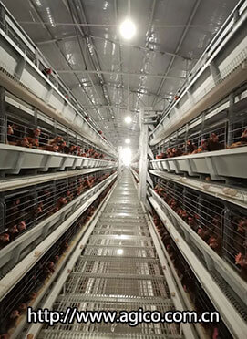 Configuration of Chicken Cages in 1.8 Million Broiler Farm Plan