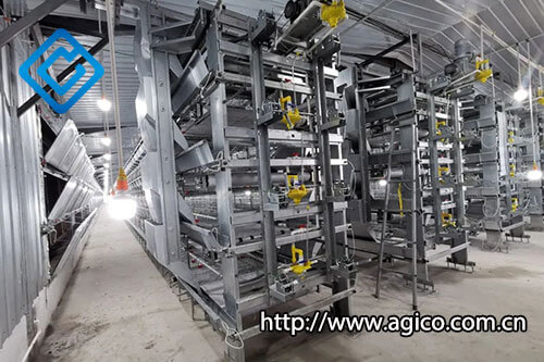 Configuration of Chicken Cages in 600,000 Chicks Modern Poultry Farm Plan