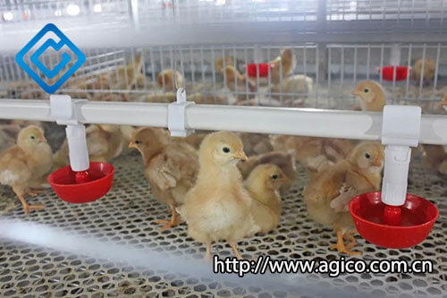 Configuration of Chicken Cages in 600,000 Chicks Modern Poultry Farm Plan