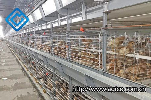 Configuration of Chicken Cages in 600,000 Chicks Modern Poultry Farm Plan