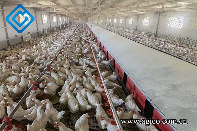 Is Deep Litter Management Different for Broilers and Layers?