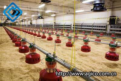 Feeding equipment in poultry house