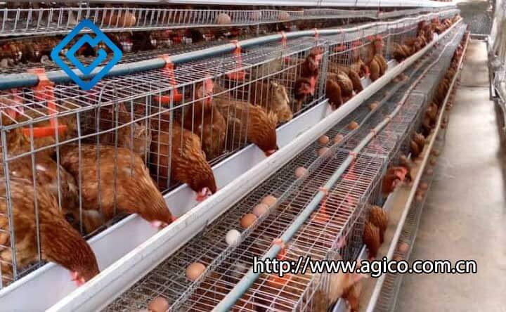 Galvanized Chicken Cage for Poultry Farming