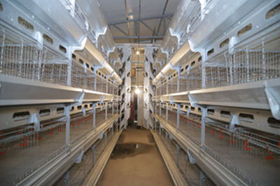 H-type Pullet Cage System