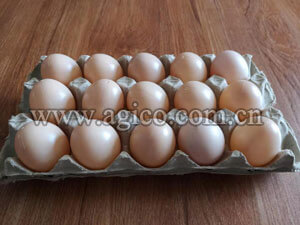 High-quality egg tray made by egg tray machine 