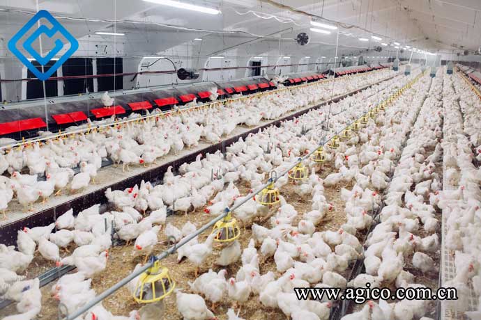 How to Manage Deep Litter in Commercial Poultry Houses