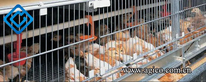 Importance of Efficient Chicken Brooding Cage