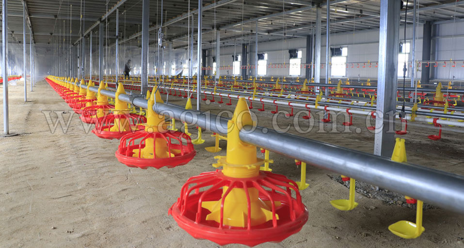 Main Chicken Feeding Equipment in Chicken Feed Line