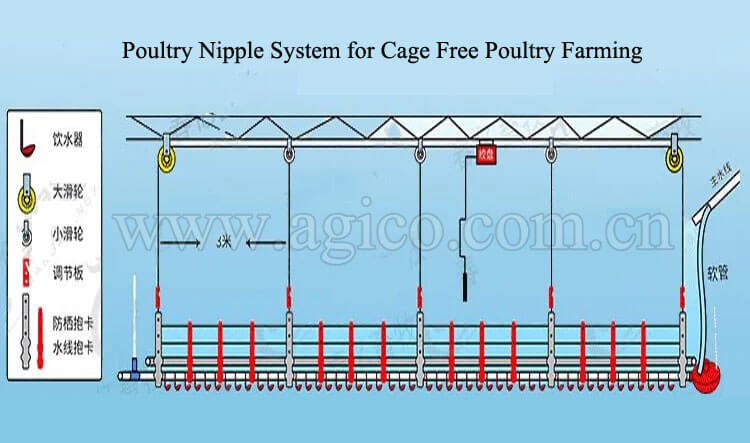 Main Structure of The Nipple System in Poultry