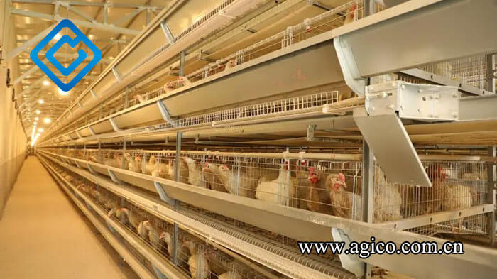 Poultry House Lighting Systems 
