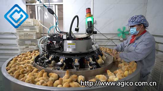 Poultry farm supporting brooding equipment