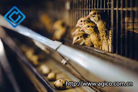 Quail breeding automatic farming system