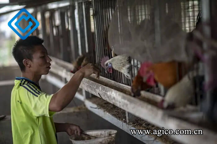 Traditional feeding methods in chicken farm 