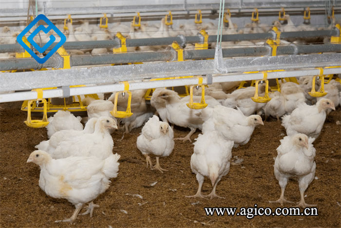 Traditional manure cleaning in chicken farm 