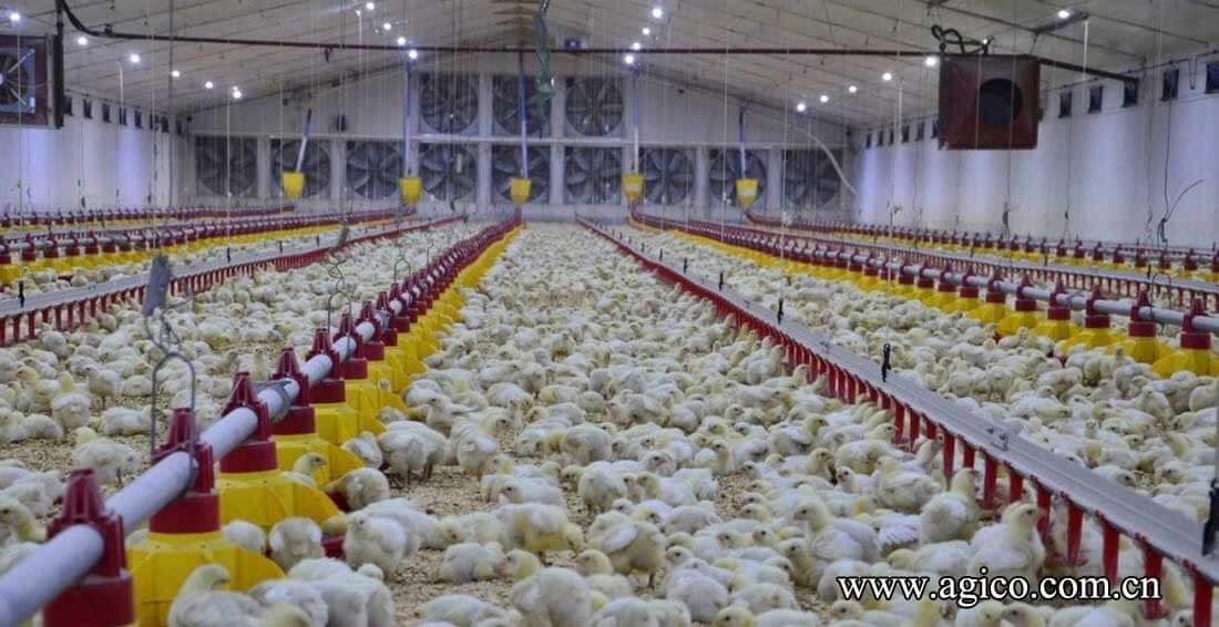 Deep Litter Poultry House