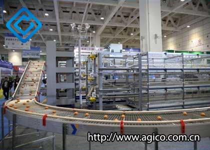 Automatic egg collection System for Poultry