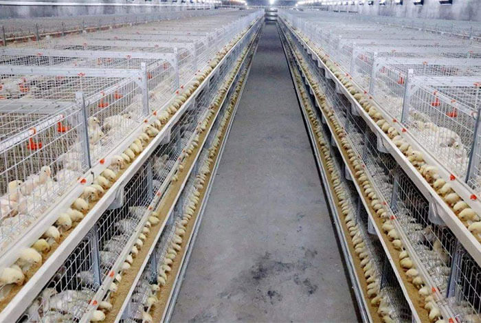 Broiler Cage