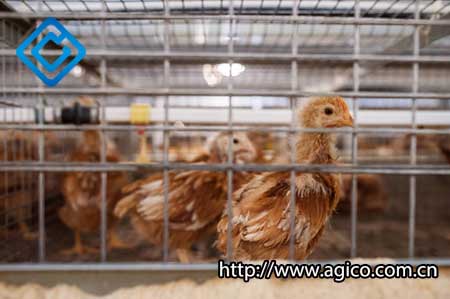 chick breeding automatic farming system