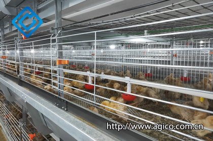 What is RTL Chicken Cage?