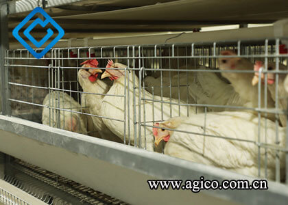 Choosing the Right Equipment Used in Poultry Farming and Factors to Consider