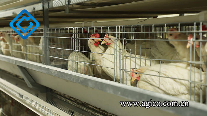 choosing right equipment used in poultry farm 