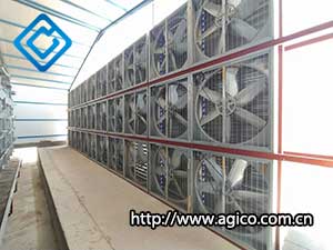 commercial poultry farm details