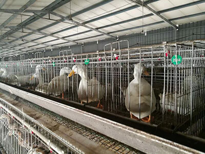 Inside of duck cage