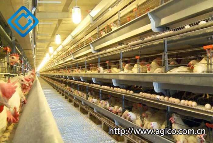 laying hen cages for sale