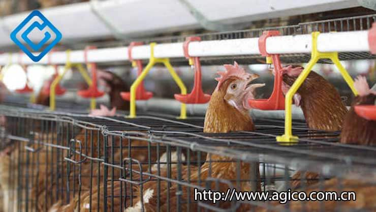 The Advantages of Modern Poultry Equipment for Your Farming Operation