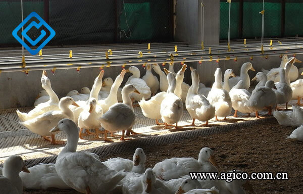 Nipple Drinking System for Duck Farming