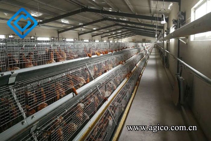 Optimizing Chicken Brooding Cage Design for Maximum Efficiency