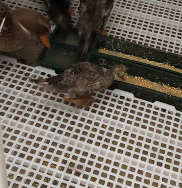 plastic slatted floor for ducks
