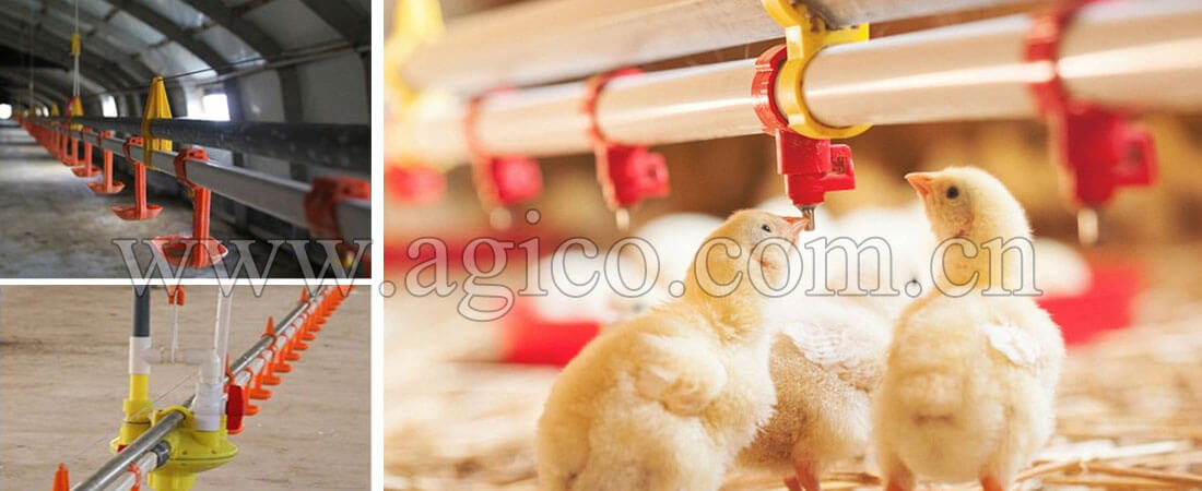 Poultry Automatic Drinker System Efficiently Solve Poultry