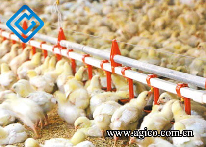 Poultry Automatic Drinker System