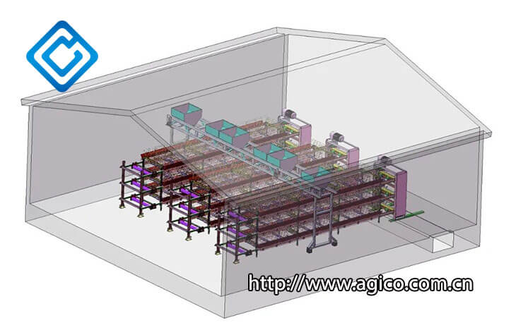 poultry cage layout disign